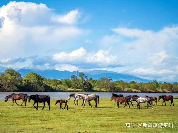 伊犁旅游推荐与疫情最新动态下的旅行建议