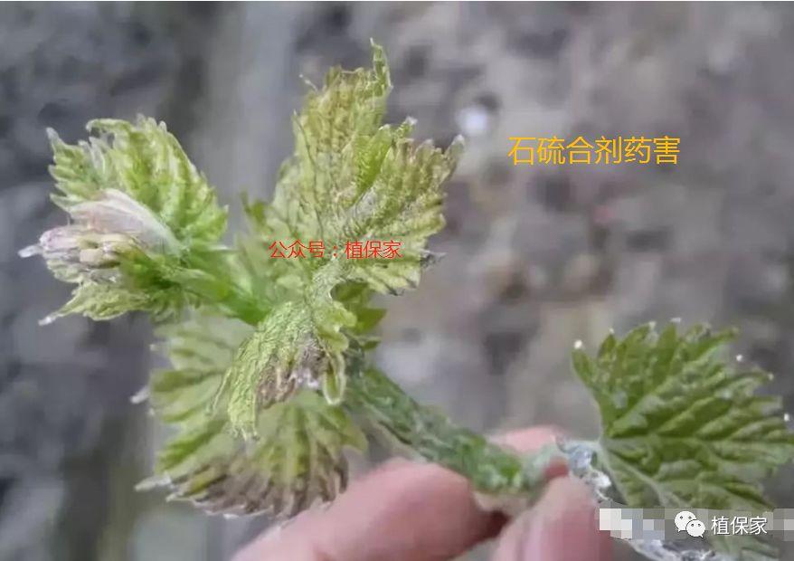 最新杀菌剂的排名及其评价